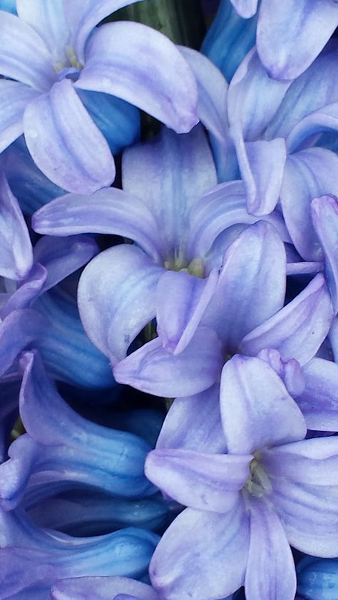 Hyacinths Garden, White Hyacinth, Blue Hyacinth, Hyacinth Flowers, Bonsai Flower, Water Hyacinth, Purple Aesthetic, Flower Beauty, Color Of The Year