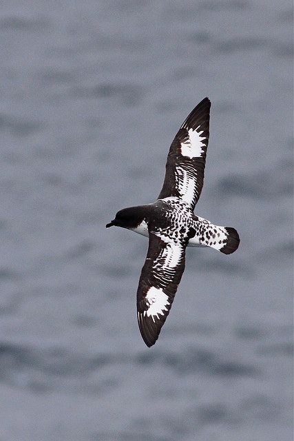 Cape Petrel Pelagic bird, sea bird, birds in flight Top 10 Spectacular Birds of Antarctica | HubPages #birds #birding #antartica Colourful Birds, Birds In The Sky, Bird Wings, Australian Birds, Exotic Birds, Sea Birds, Colorful Birds, Birds Flying, Bird Photography