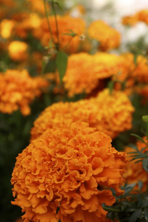 orange carnation Carnations Wallpaper Iphone, Peach Carnations, Orange Carnations, Purple Carnations, Yellow Carnations, Carnation Bouquet, Red Carnation, Express Love, Pink Carnations