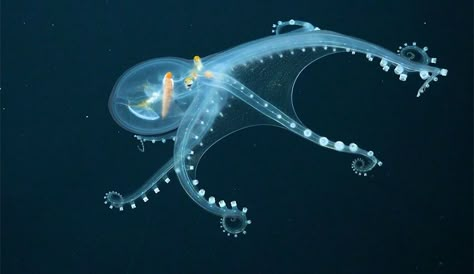 Glass Octopus, Ocean Octopus, Deep Sea Creatures, Caught On Camera, Ocean Vibes, In The Deep, Whale Shark, Weird Creatures, Marine Animals