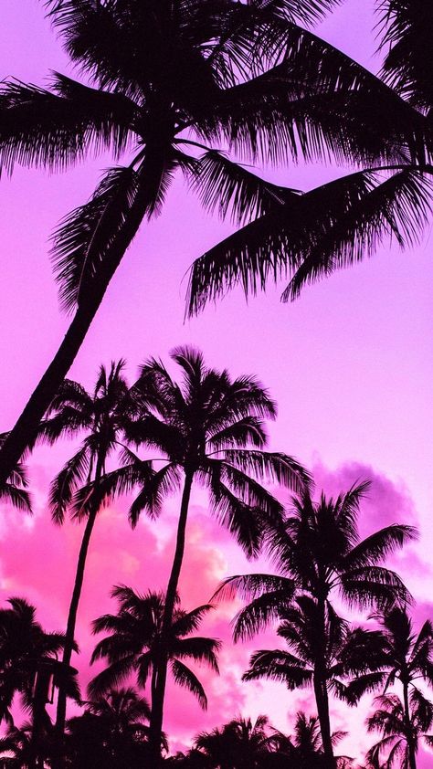 Pink Backround, Palm Tree Wallpaper, American Wallpaper, Pink Pages, Palm Trees Wallpaper, Palm Tree Sunset, Palm Tree Silhouette, Sky Pink, Pink Tumblr Aesthetic