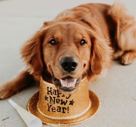 New Years Dog Photoshoot, Dog Happy New Year, Inspirational Quotes Wallpapers, Dog Photoshoot, Pet Christmas, Quotes Wallpapers, Shandy, Dog Photography, Christmas Animals