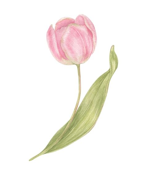 Watercolor hand drawn pink flowers tulip... | Premium Vector #Freepik #vector #watercolor-vintage #flower-art #floral-art #botanical Pink Tulip Watercolor, Pink Flower Illustration, Tulip Photos, Tulips Illustration, Tulip Illustration, Tulips Vintage, Tulip Watercolor, Tulip Drawing, 2024 Wallpaper