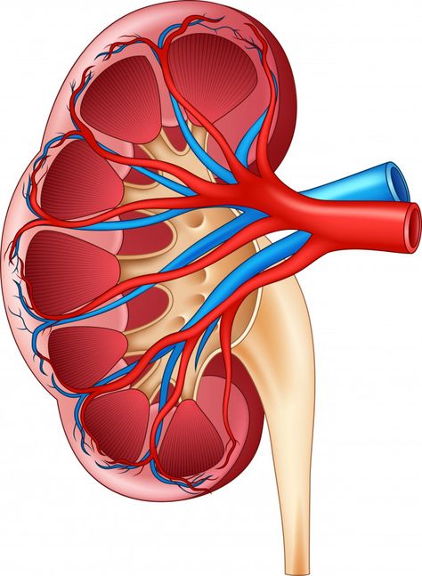 Ilustración de la anatomía del riñón int... | Premium Vector #Freepik #vector #medico #dibujos-animados #tabla #salud Kidney Anatomy, Kidney Pain, Disease Symptoms, Medical Anatomy, Kidney Health, Body Anatomy, Body Systems, Biology, Premium Vector