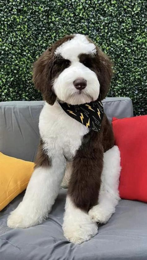 Curly Bernedoodle, Shaved Bernedoodle, Sheepadoodle Grooming Styles, Sheepadoodle Haircut, Bernedoodle Grooming Styles, Bernedoodle Haircut Styles, Sheepadoodle Grooming, Bernedoodle Haircut, Bernedoodle Summer Cut