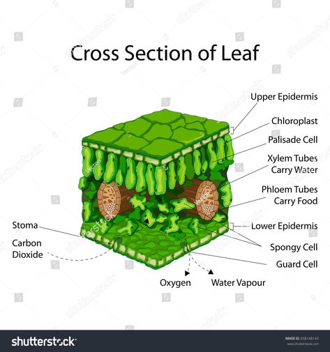 Cross Section Of A Leaf, Leaf Diagram, Palisade Cell, Education Chart, Biology Diagrams, Biology Projects, Cross Section, Microbiology, The Cross