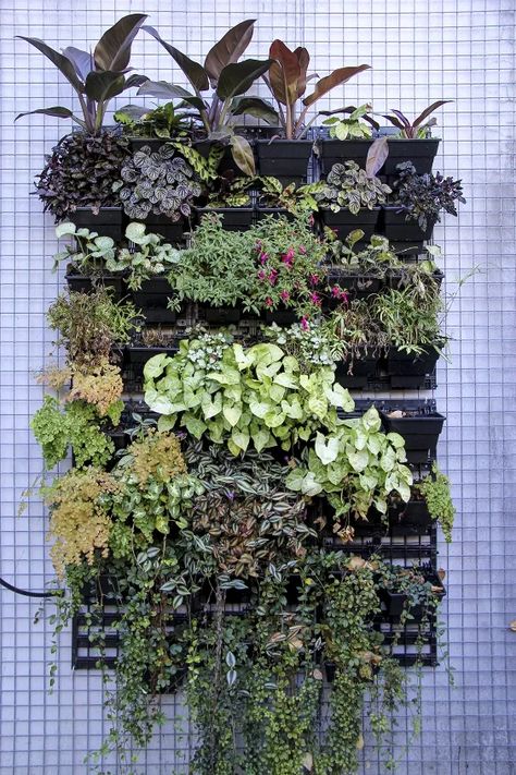 Diy Vertical Garden, Vertical Garden Systems, Diy Wall Planter, Diy Backyard Projects, Vertical Pallet Garden, Vertical Garden Ideas, Vertical Succulent Gardens, Shade Garden Design, Vertical Garden Indoor