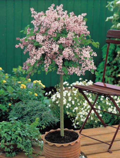 Standard Flowering Trees, Lilac In Container, Lilac Potted Plant, Standard Plants In Pots, Lilac Trees Landscaping, Pink Potted Plants Outdoor, Small Trees For Planters, Flowering Trees For Small Gardens, Best Trees For Pots Outdoors