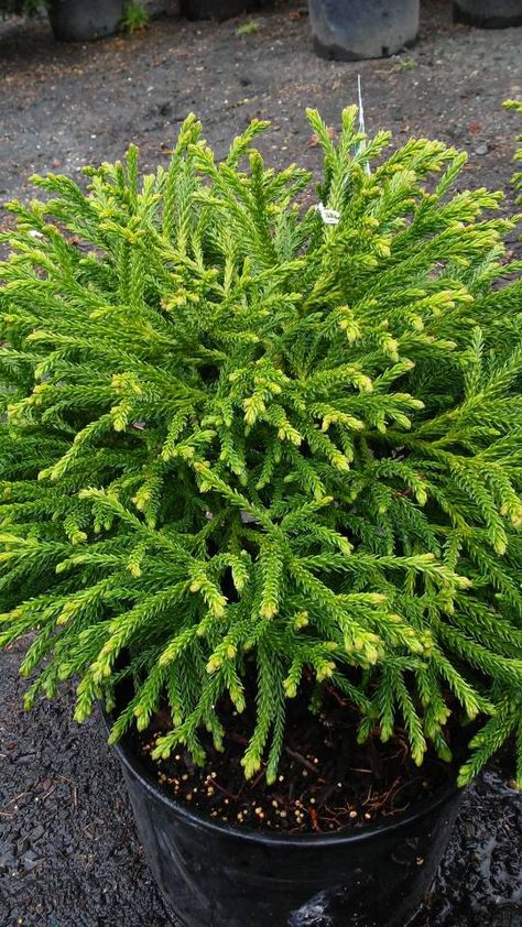 Cryptomeria japonica 'Little Champion' (Japanese Cedar) A mid-size dense, compact evergreen conifer with rounded branches.  Bright green needles in Spring that turn emerald green throughout the growing season with a purplish-bronze through the Winter.  Slow-growing with a cushion-like rounded habit.  Pruning is not necessary but if needed prune early Spring after threat of all frost.  Grows best in moist, well-drained soil in sheltered areas.  Ideal as a container, patio, or foundation plant. Cryptomeria Japonica, Japanese Cedar, Evergreen Landscape, Conifers Garden, Front Landscaping, Garden Shrubs, Cedar Trees, Evergreen Plants, Evergreen Shrubs