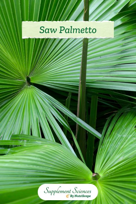 Saw Palmetto, a fan palm native to the southeastern United States, has been the focus of interest for its health benefits. Traditionally used by Native Americans for its nutritional, diuretic, and antiseptic properties, it has become a topic of modern research. This plant’s berries are particularly noted for their role in supporting prostate health and maintaining healthy hair growth.

#Supplement #SawPalmetto #HairLoss #ProstateHealth #HairGrowth Saw Palmetto Plant, Benefits Of Berries, Hormonal Health, Saw Palmetto, Urinary Health, Fan Palm, Cold Symptoms, Hair Growth Supplement, Maintaining Healthy Hair