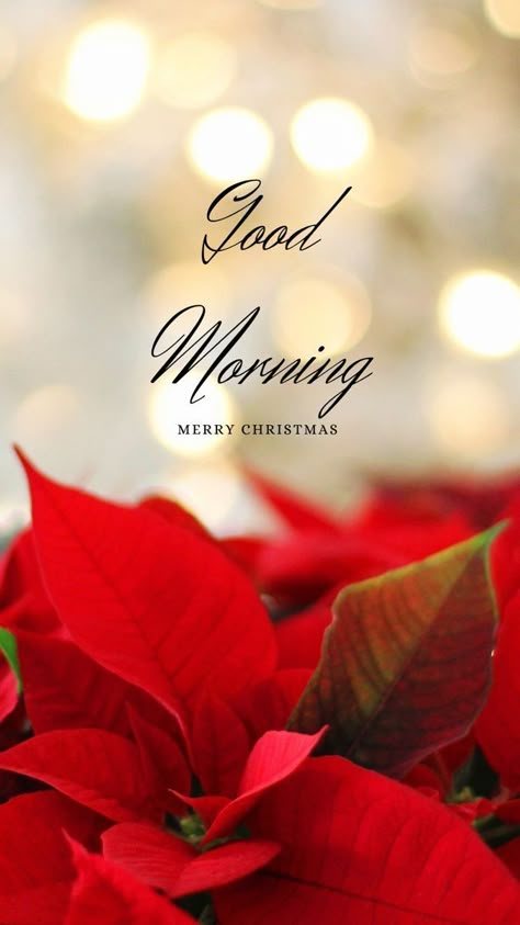 Good Morning Merry Christmas Wishes, Good Morning Christmas Images, Good Morning Merry Christmas, Christmas Wishes Greetings, Christmas Greetings Quotes, Good Morning Christmas, Christmas Wishes Quotes, Christmas Card Sayings, Merry Christmas Quotes