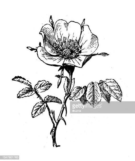 Dog Rose Tattoo, Dog Rose, Rose Tattoo, Surface Design, Sunflower, Daisy, Media, Tattoos, Dogs