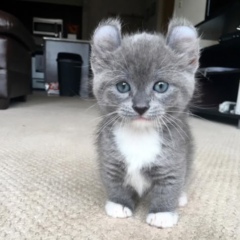 In fact, their short legs will actually help them run faster and take corners better. | 21 Reasons Why Munchkin Cats Are Too Pure For This World Munchkin Kitten, Munchkin Cat, Söt Katt, Cat Club, Kittens And Puppies, Cute Cats And Kittens, Pretty Cats, Beautiful Cats, 귀여운 동물