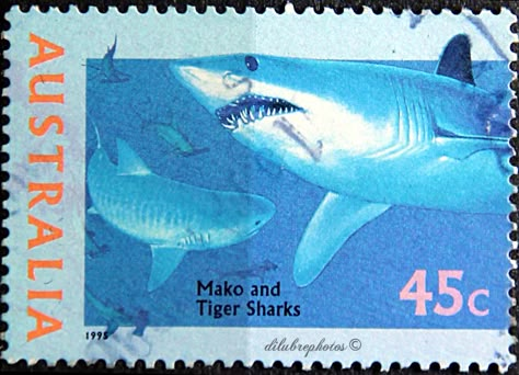 Shark Stamp, Down Under, Tiger Sharks, Postage Stamp Design, Postcard Stamps, Cat Stamp, Shark Print, Tiger Shark, Postage Stamp Art