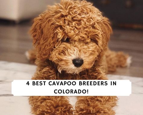 Cavapoo Breeders, Cavapoo Puppies, Choose The Right, The 4, The Top, Colorado, Puppies, Animals