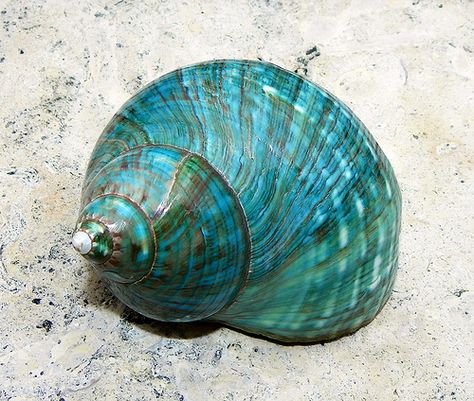 teal turbo shell. Turbo is a genus of large sea snails with gills and an operculum, marine gastropod molluscs in the family Turbinidae, the turban snails. Creature Marine, Art Coquillage, Stella Marina, Ocean Treasures, She Sells Seashells, Shades Of Turquoise, Aqua Turquoise, Shell Art, Ocean Life