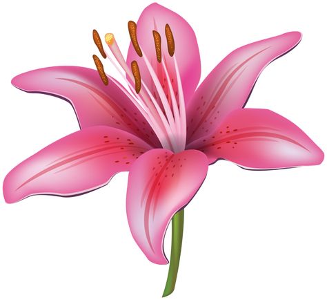 Galerias imagens gratuitas. Lily Tattoos, Pink Lily Flower, Single Flowers, Pink Lillies, Clip Art Pictures, Easter Lily, Transparent Flowers, Stargazer Lily, Flower Icons