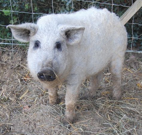 This piggy's name is Hairy Mary..Hehe. Mangalitsa Pigs, Mangalitsa Pig, Micro Pigs Full Grown, Poland China Pigs, Large White Pig, Miniature Pigs Full Grown, Cute Animals, Animals