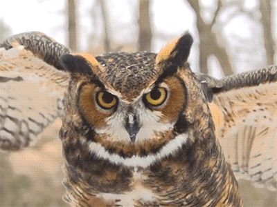 Owl Gif Cuddling Gif, Badass Pictures, Barred Owl, Owl Eyes, Curious Creatures, Great Horned Owl, Nature Gif, Barn Owl, Birds Of Prey