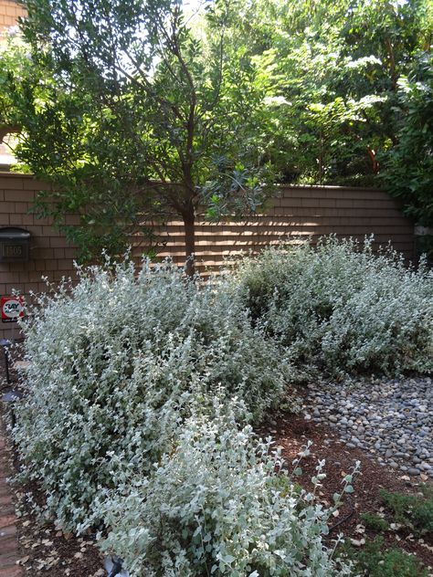 tree underplanted with helichrysum tended.wordpress.com Easy Garden Design, Helichrysum Petiolare, Contemporary Gardens, Traditional Garden, Easy Garden, Grasses, Stepping Stones, Garden Design, Wordpress