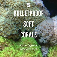 Saltwater Aquarium Beginner, Best Aquarium Filter, Crab Tank, Saltwater Aquarium Fish, Coral Reef Aquarium, Saltwater Fish Tanks, Fish Tank Design, Marine Tank, Reef Fish