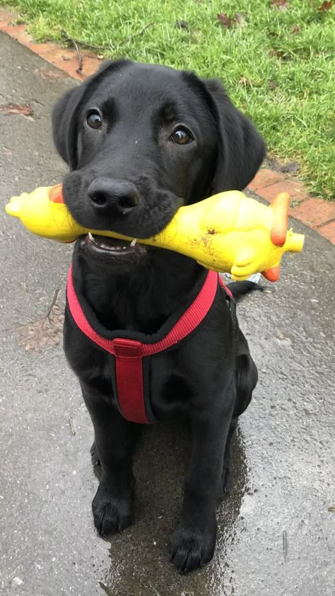 Labrador Retrievers are beloved for their friendly temperament, intelligence, and versatility. With a playful and energetic nature, they make excellent companions for families and active individuals alike. Their affectionate demeanor and patience, especially with children, along with their social interaction skills, contribute to their reputation as great pets. Retriever Puppy Black, Labrador Retriever Aesthetic, Labrador Aesthetic, Golden Labrador Puppy, Husky Baby, Puppy Golden Retriever, Golden Labrador Puppies, Cute Labrador Puppies, Black Labrador Puppy