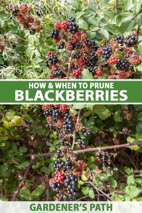 How To Trellis Blackberries, When To Prune Blackberry Bushes, Blackberry Bushes Trellis, How To Prune Blackberries, Blackberry Bushes Care How To Grow, Prune Blackberry Bush, Blackberry Pruning Tips, Trimming Blackberry Bushes, Blackberry Plant Care