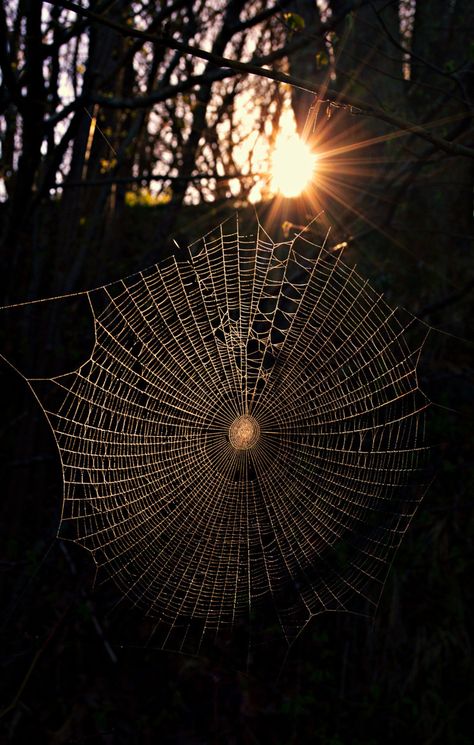 Artistic-realistic nature - 💙 Sunrise in the woods. on 500px by Stefano... Real Spider Web, Dark Moments, Spider Art, Nikon D3200, Spider Webs, Airbrush Art, Garden Gate, Arachnids, Personal Taste