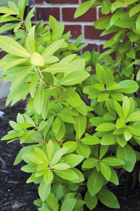 Tips for making the most of our Zone 7 climate with chartreuse-colored anise (Illicium parviflorum ‘Florida Sunshine’). Front Yard Plants, Yard Plants, Zone 7, Florida Sunshine, Gardening Tips, Garden Plants, Front Yard, Flower Garden, Landscaping