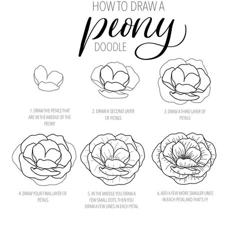 Laura creates it on Instagram: “NEW TUTORIAL! So this is how I draw a simple peony doodle! Easy to use for both drawing on paper and on the ipad (swipe to see my results)…” Peony Flower Drawing Easy, Peony Sketch Simple, Peonies Drawing Tutorial, How To Draw Peony Flowers, Peonies Illustration Simple, Easy Peony Drawing, Easy Peony Painting, Simple Peony Drawing, Peony Illustration Simple