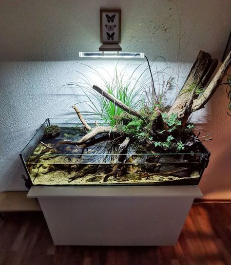 Aquaterraworld on Instagram: “100x40x25 cm Riparium 🔨🍂🌿 - #diy #diyaquarium #riparium #paludarium #vivarium #plantedaquarium #plants #pflanzen #pflanzenwelt #plantslover…” Riparium Tanks, Riparium Diy, Riparium Ideas, Aquarium Layout, Paludarium Vivarium, Axolotl Tank, Biotope Aquarium, Frog Tank, Aqua Tank