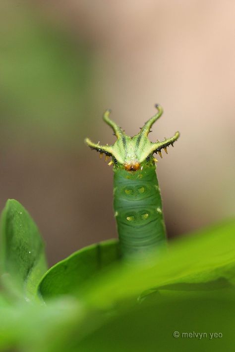 Dragonhead Caterpillar Weird Insects, Foto Macro, Cool Insects, Cool Bugs, Beautiful Bugs, Arthropods, A Bug, Dragon Head, Arachnids