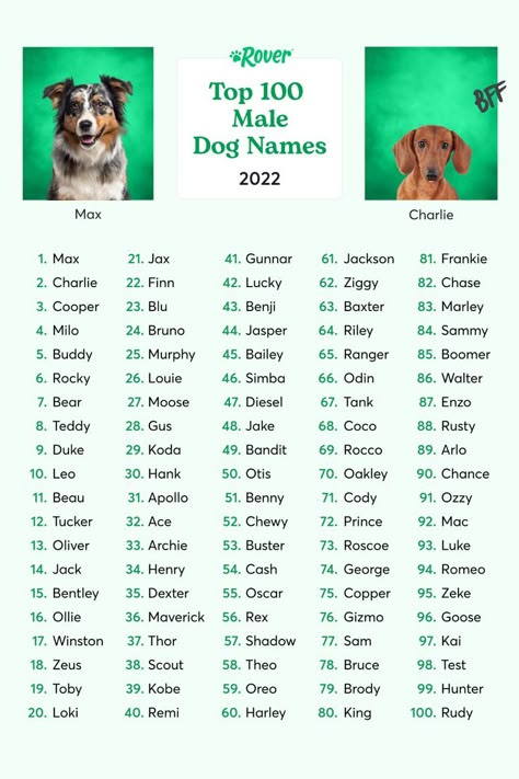 Male Dog Names Unique, French Dog Names, Pet Names For Dogs, Male Dog Names, Dogs Names List, Most Popular Dog Names, Popular Dog Names, Cute Puppy Names, Dog Names Unique