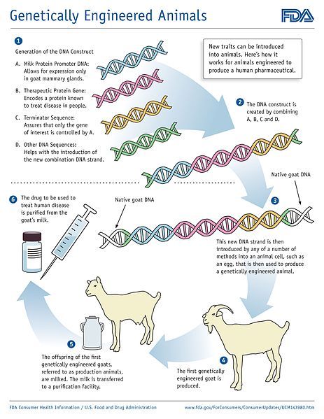 What is the Difference Between Selective Breeding and Genetic Engineering - Pediaa.Com Genetic Modification, Characteristics Of Living Things, Recombinant Dna, Dna Technology, Genetically Modified Food, Mammary Gland, Dna Sequence, Selective Breeding, Genetic Engineering