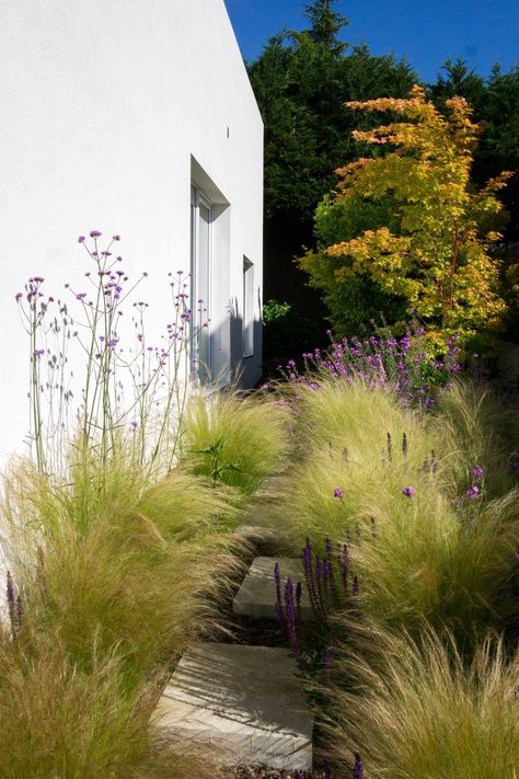 Xeriscape Front Yard, Salvia Nemorosa, Verbena Bonariensis, Small Front Yard Landscaping, European Garden, Meadow Garden, Front Yard Design, Grasses Landscaping, Grasses Garden