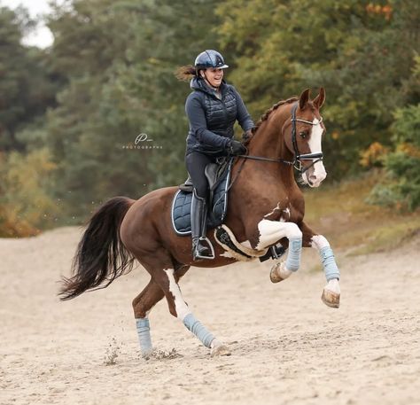 @purarazadivino, on Instagram Dutch Harness Horse, Horse Games, Pinto Horse, Horse Riding Equestrian, Eventing Horses, Horse Dressage, Horse Aesthetic, Dressage Horses, Chestnut Horse