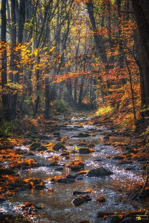 Autumn in the Harz Mountains, Germany (by Michael Lumme) Image Nature, Autumn Scenes, Autumn Scenery, Fall Pictures, Nature Aesthetic, Autumn Photography, Fall Foliage, Nature Scenes, Nature Pictures