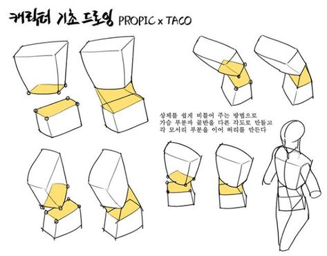 Taco 1704 Torso, Point Character Drawing, Taco Drawing, Anatomy Tutorial, Human Anatomy Drawing, Body Drawing Tutorial, Manga Drawing Tutorials, Human Anatomy Art, Anatomy Sketches