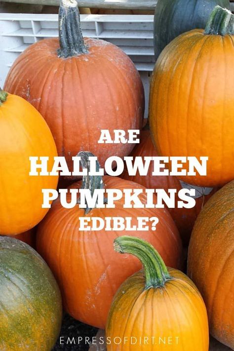 Are Halloween pumpkins edible? And what can I do with it after October 31? Compost is a good option. #gardening #pumpkin Edible Pumpkins, Farming Tips, Cold Climate Gardening, Leaves On The Ground, Giant Vegetable, Sweet Dumplings, Large Pumpkins, Growing Pumpkins, Garden Idea