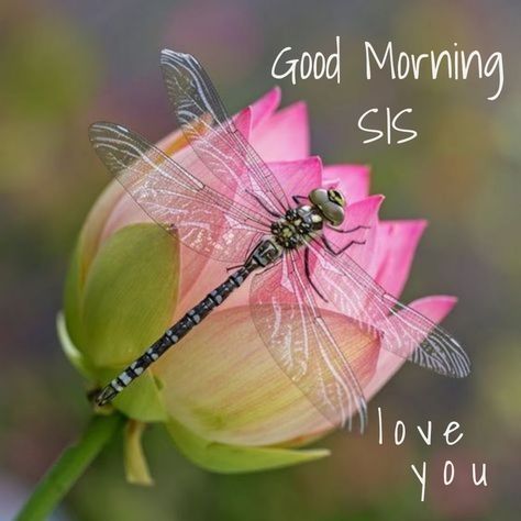 Good Morning Sister Love You, Good Morning My Sister, Love You Sister Images, Good Morning Sis, Sisters Forever Quotes, Cartoon Sayings, Sister Sayings, Good Morning Sister Images, Cute Sister Quotes