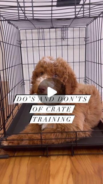 Lexi OHaver | K9 Summit Training on Instagram: "The crate plays an essential role when training a puppy! Here are 4 do’s and don’ts of crate training: 

1. DON’T put a potty pad in your pups crate “incase they need to go.” Teach them to go potty outside. 

DO teach them the crate is a clean space where they eat and sleep to prevent potty accidents. Feed your pup all of their meals in the crate to help build this association. 

2. DON’T talk to or let your pup out of the crate when they are barking & whining. They WILL learn this gets them what they want…and they will use it to their advantage. 

DO wait until they are showing you they can be calm and relaxed before releasing them. The crate is a quiet, calm & safe space for them. Not somewhere to throw a fit! 

3. DON’T ignore the fact tha Crate For Puppy, Crate Games For Puppies, Puppy Storage Ideas, Crate Training Older Dog, How To Crate Train A Puppy, Puppy Crate Ideas, Puppy Crate Setup, Kennel Training A Puppy, Games For Puppies