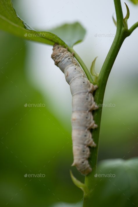 silkworm by liufuyu. Close up Silkworm eating mulberry green leaf #Affiliate #Close, #Silkworm, #silkworm, #liufuyu Silk Worm, China Town, Chinese Mythology, Bugs And Insects, Slug, Chinese Culture, Green Leaf, Mandala Art, Caterpillar