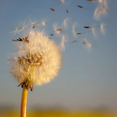 🌼 "In the field of dreams, you stand so bright, Dandelion whispers take flight, Seeds of hope in the gentle breeze, Wishes carried with such ease." Credit :- Pinterest 1) anaroze 2)salma♥️🍓 3)twitter 4)laurel Follow @naturesechantedvista Tags (Nature, Dandelion, Flower, Enchanted) #natureza #nature_perfection #flowerinstagram #flowerarrangements #flowerjewellery #flowerdaily #artificialflower #naturelle #excellent_nature #rebels_nature #natureartist #tgif_nature #flowersinmygarden #fl... Dandelion Seeds Blowing, Fields Of Dandelions, Dandelion Aesthetic, Author Inspiration, Dandelion Fluff, Dandelion Field, Book Vibes, Dandelion Seeds, Nature Artists