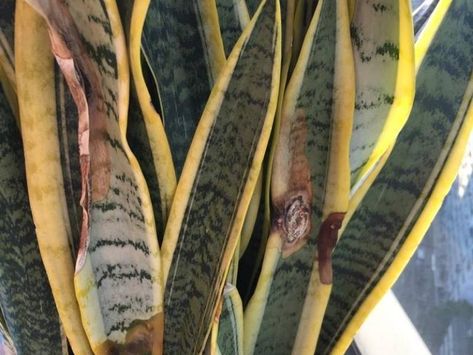 Mother In Law Plant, Plant Leaves Turning Brown, Snake Plant Indoor, Plant Leaves Turning Yellow, Insect Eggs, Brown Tips, Snake Plant Care, Sansevieria Plant, Mother In Law Tongue