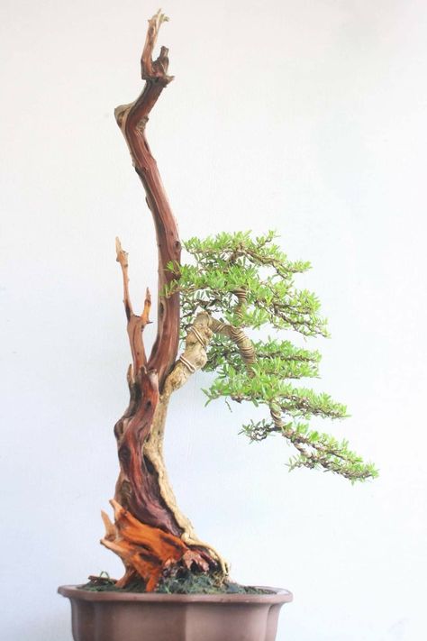 Bonsai Bunjin Style, Bunjin Bonsai Style, Bonsai Bunjin, Bonsai Stand, Garden Bonsai Tree, Chinese Plants, Bonsai Nursery, Bonsai Tree Types, Bonsai Tree Care