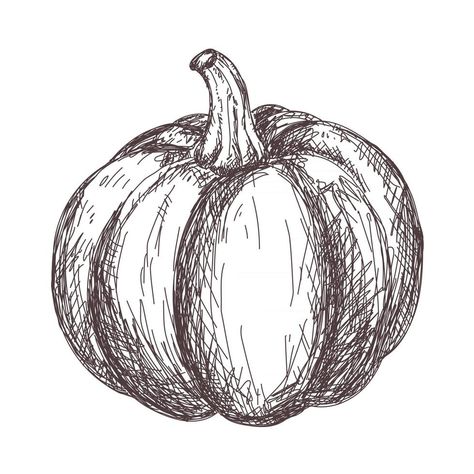 Sketch of pumpkin contour drawing isolated on white background, stock vector illustration, for design and decoration, sticker, template, vintage, banner, vegetables Pumpkin Still Life Drawing, Pumpkin Ink Drawing, Realistic Pumpkin Drawing, Pumpkin Drawing Reference, Pumpkin Pencil Drawing, Autumn Drawings Aesthetic, Autumn Things To Draw, Autumn Sketches Pencil, Vintage Pumpkin Illustration