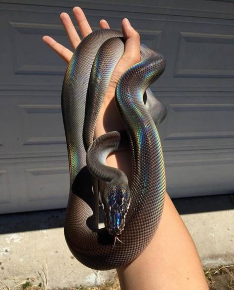 Fascinating Photos of Our Fascinating World Cute Snakes, Danger Noodle, Cool Snakes, Pretty Snakes, Snake Wallpaper, Ball Pythons, Pet Snake, Beautiful Snakes, Cute Reptiles