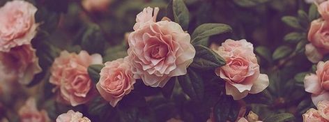 Facebook Cover Photos Flowers Vintage, Facebook Cover Photos Flowers, Facebook Cover Photos Vintage, Free Facebook Cover Photos, Twitter Cover Photo, Notion Cover, Photo Facebook, Photos Flowers, Practice Exam