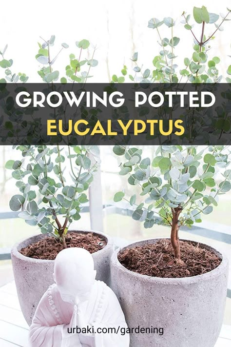 Growing Potted Eucalyptus Eucalyptus Garden Plants, Eucalyptus Lemon Bush, Eucalyptus Plant Care Indoors, Eucalyptus Tree In Pot, How To Take Care Of Eucalyptus Plant, Eucalyptus Care Plant, Eucalyptus Potted Plant, Caring For Eucalyptus Plant Indoors, Growing Eucalyptus In A Pot