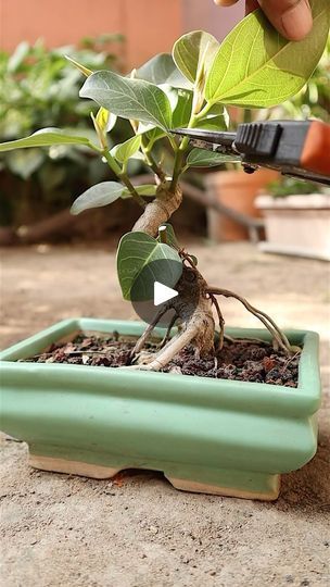 8.4K views · 1.4K reactions | Clipping a 3 year old Ficus Benghalensis bonsai to promote branching #bonsai #ficusbenghalensis #clipandgrow #theurbannemophilist #gardening #plantsmakepeoplehappy #reelsinstagram | The Urban Nemophilist | James Quinn · Valse Ficus Benghalensis, Ficus Bonsai Tree, Ficus Bonsai, Bonsai Ficus, Bonsai Ideas, Bonsai Trees, Bonsai Tree, The Urban, Year Old